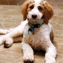 Goldendoodles from Peace Love Doodles