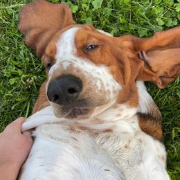 Basset Hounds from Lazy Hound Ranch