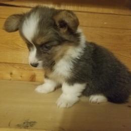 Purple girl - Blue female Pembroke Welsh Corgi puppy in Edmond, Oklahoma from Red Dirt Corgis