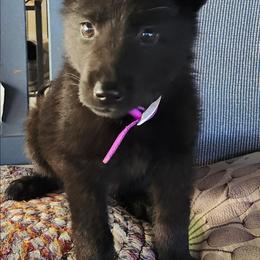 Annie - Black female German Shepherd puppy in Montalba, Texas from LM German Shepherd Dogs