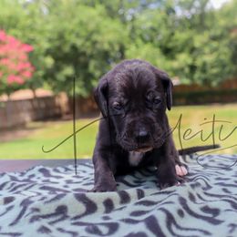Emerald - Black male Great Dane puppy in Denison, Texas from Hundeity Great Danes
