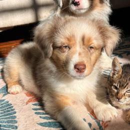YUM YUM SAUCE - Red merle male Miniature American Shepherd puppy in Greenboro, North Carolina from Rustlingrass Miniature American Shepherds