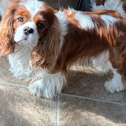 Cavalier King Charles Spaniel puppies from Ikkes Cavaliers MRI cavaliers in Utah