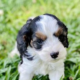 Cavalier King Charles Spaniels, Cavapoos, and Pembroke Welsh Corgis from Griffins Puppies