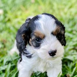 Cavalier King Charles Spaniels, Cavapoos, and Pembroke Welsh Corgis from Griffins Puppies