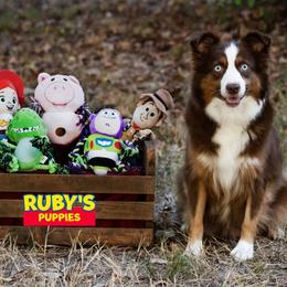 Miniature Australian Shepherd puppies from MAC's Cirkles 8 Aussies
