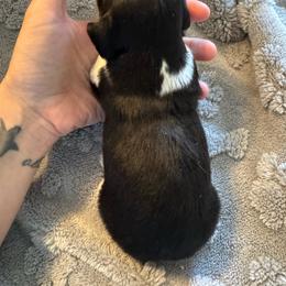 Aurora - Piebald female Dachshund puppy in Whitehouse, Texas from Bonded Oaks Doxies