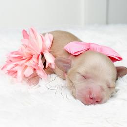 Blossom - Cream female Dachshund puppy in Redding, California from Jean & Mae Doxies