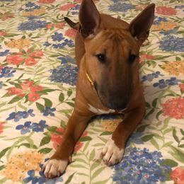 Miniature Bull Terrier Puppies from Tonka Miniature Bull Terriers