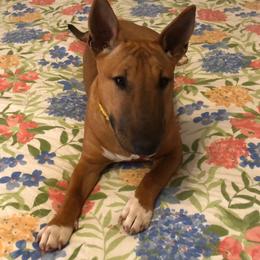 Miniature Bull Terrier Puppies from Tonka Miniature Bull Terriers
