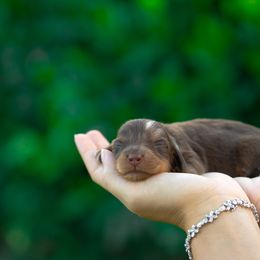 Peanut - Dapple male Dachshund puppy in Fort Myers, Florida from Blossom Paws