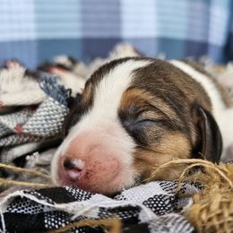Tri color boy 2 - Black tan and white male Beagle puppy in Spring Branch, Texas from Lost Trail Kennels