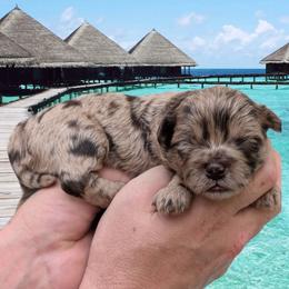 Waverly - Merle female Shihpoo puppy in Coshocton, Ohio from Forever Family Puppies