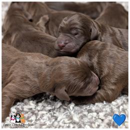 F1 Labradoodles - OFA-Genetics-2 Year Warranty. - Chocolate male Labradoodle puppy in Jeddo, Michigan from Apple Creek Doodles