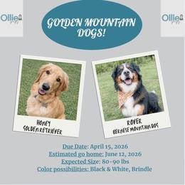 Golden Mountain Dog puppies from OlliePups, LLC