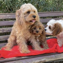 Cavalier King Charles Spaniel and Cavapoo Puppies from Larisa's Cavaliers