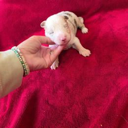 Red Merle Male - Red merle male Border Collie puppy in Ripley, Oklahoma from Adventure5 Border Collies