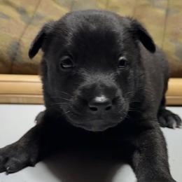 Echo - Black brindle female Dutch Shepherd puppy in Watertown, Connecticut from APACHEK9