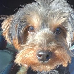 Yorkshire Terriers from Dream Puppies
