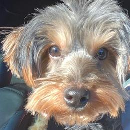 Yorkshire Terriers from Dream Puppies
