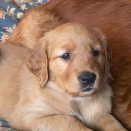 Golden Retriever Puppies from Rowan Retrievers