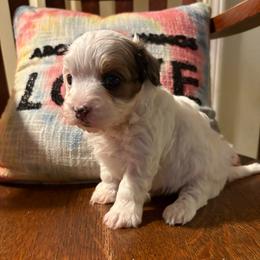 Oak - Tri-color male Yorkipoo puppy in Carlotta, California from Lost Coast Bernese Mountain Dogs