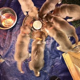 Siberian Husky Puppies from Feazell’s Siberian Huskies