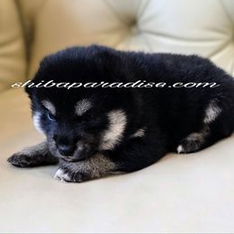 Toshi - Black and tan male Shiba Inu puppy in Tualatin, Oregon from Shiba Paradise