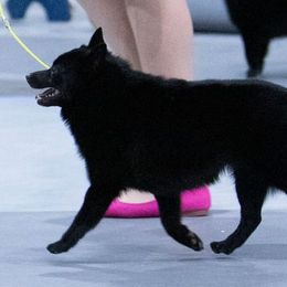 Schipperkes from Expedition Schipperkes