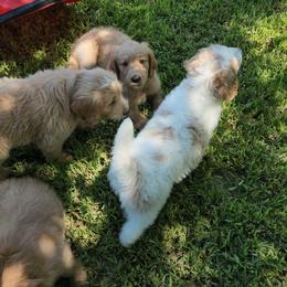 Goldendoodle Puppies from Costa's Curly Canines