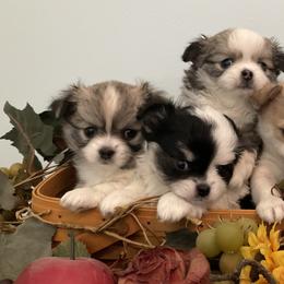 Chihuahua Puppies from Knox Rock'n Chihuahuas