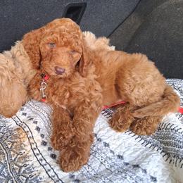 Ginger - Red  male Poodle puppy in Kapaa, Hawaii from Kauai Poodles