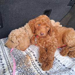 Ginger - Red  male Poodle puppy in Kapaa, Hawaii from Kauai Poodles