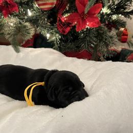 Yellow - Black female Labrador Retriever puppy in Heath Springs, South Carolina from Rich Hill Retrievers