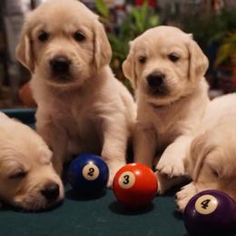 Golden Retriever Puppies from Golden Pond Retrievers