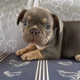 Rip - Tricolors male French Bulldog puppy in Warm Springs, Arkansas from State Line Dachshunds & Frenchies