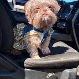Diamon - Tricolor female Shih Tzu puppy in Las Vegas, Nevada from Vegas Shih Tzus