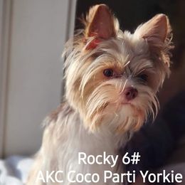 Rocky - Yorkshire Terrier