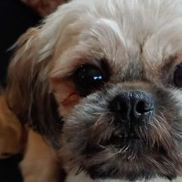 Shih Tzus from WendsabeShihTzu's