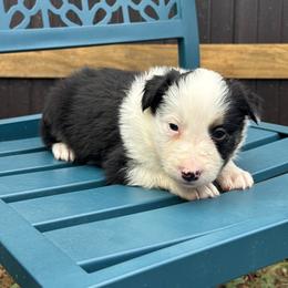 Don Diego - Black and white male Border Collie puppy in Mckinney, Texas from Border Collies of Ruidoso