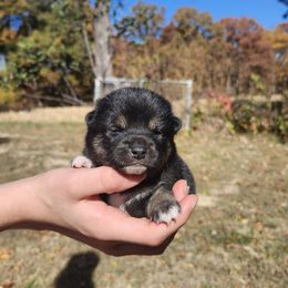 Tina - Black and tan female Shiba Inu puppy in Illinois from Precious-Puppies