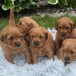 Golden Retrievers from Meadow Creek Goldens