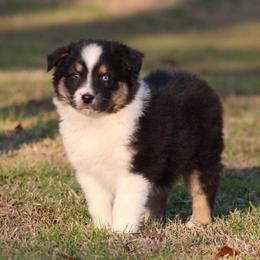 Black Tri Male 2 - Black tri-color male Australian Shepherd puppy in Northport, Alabama from Sipsey River Australian Shepherds