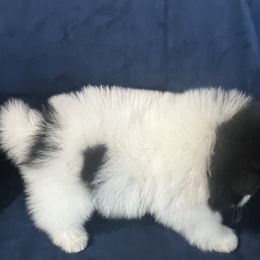 Pomeranian Puppies from Country Lane Kennels