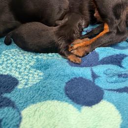 Ace - Black and tan male Dachshund puppy in Live Oak, Florida from Johnson’s Weiner Farm