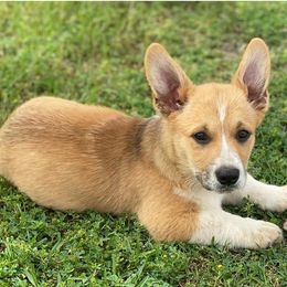 Miniature Australian Shepherds and Pembroke Welsh Corgis from Creek Ranch Kennels