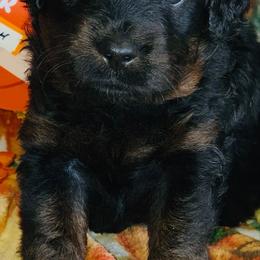 McIntosh - Black male Goldendoodle puppy in Beecher, Illinois from Erica’s Doodles