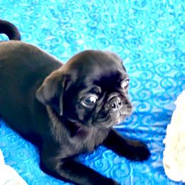Dark knight - Black male Pug puppy in Arabi, Georgia from Von Webb Pups
