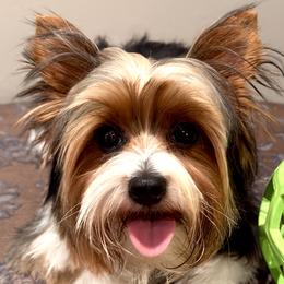Teddy - Yorkshire Terrier