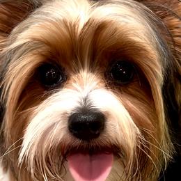 Teddy - Yorkshire Terrier